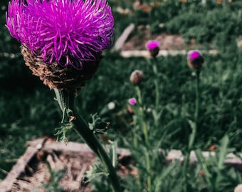 Maralroot (Rhaponticum carthamoides) Seed | Perennial | Cold Hardy Flower | Medicinal Herb | Adaptogen | Canadian Grown Seed