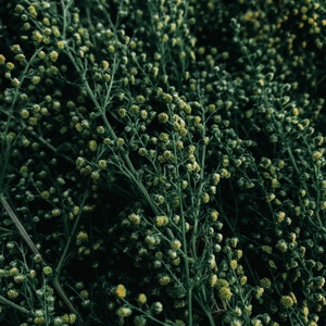 May include: A close-up of a bunch of green leafy stems with small, round, yellow-green buds. The stems are densely packed together, creating a textured, organic background.