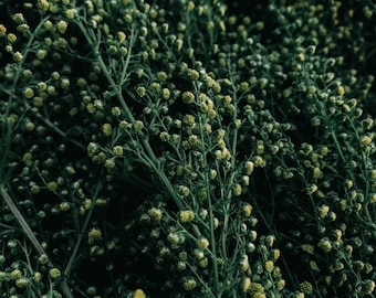 Sweet Annie Seed - artemisia annua | Medicinal Herbs | Witching Herbs | Canadian Grown Seeds | Aromatic