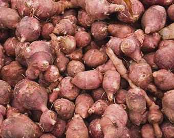 Jerusalem Artichokes -Sunchoke Tubers - Shipped in the Spring | Edible Perennial Plants