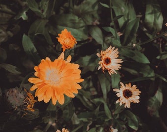 Calendula Seed Mix - Calendula officinalis | Annual | Medicinal Herb Seeds | Flowers | Canadian Grown Seeds