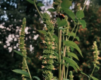 Giant Yellow Hyssop Seed - Agastache nepetoides | Canadian Native Wild Flower Seed | Medicinal Herbs