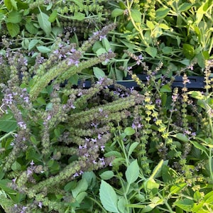 Temperate Tulsi Basil Seed (Ocimum africanum) - Canadian Ecological Grown Seeds - Medicinal Herb Seeds
