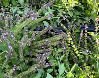 Temperate Tulsi Basil Seed (Ocimum africanum) - Canadian Ecological Grown Seeds - Medicinal Herb Seeds