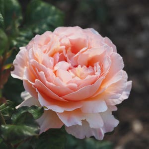 Princess Charlene De Monaco Rose - Etsy