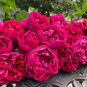 May include: A cluster of vibrant, deep pink roses with multiple layers of petals. The flowers are in full bloom, showcasing their intricate textures and rich color. Green leaves are visible in the background, adding contrast to the bright blooms. The roses are arranged on a decorative surface.