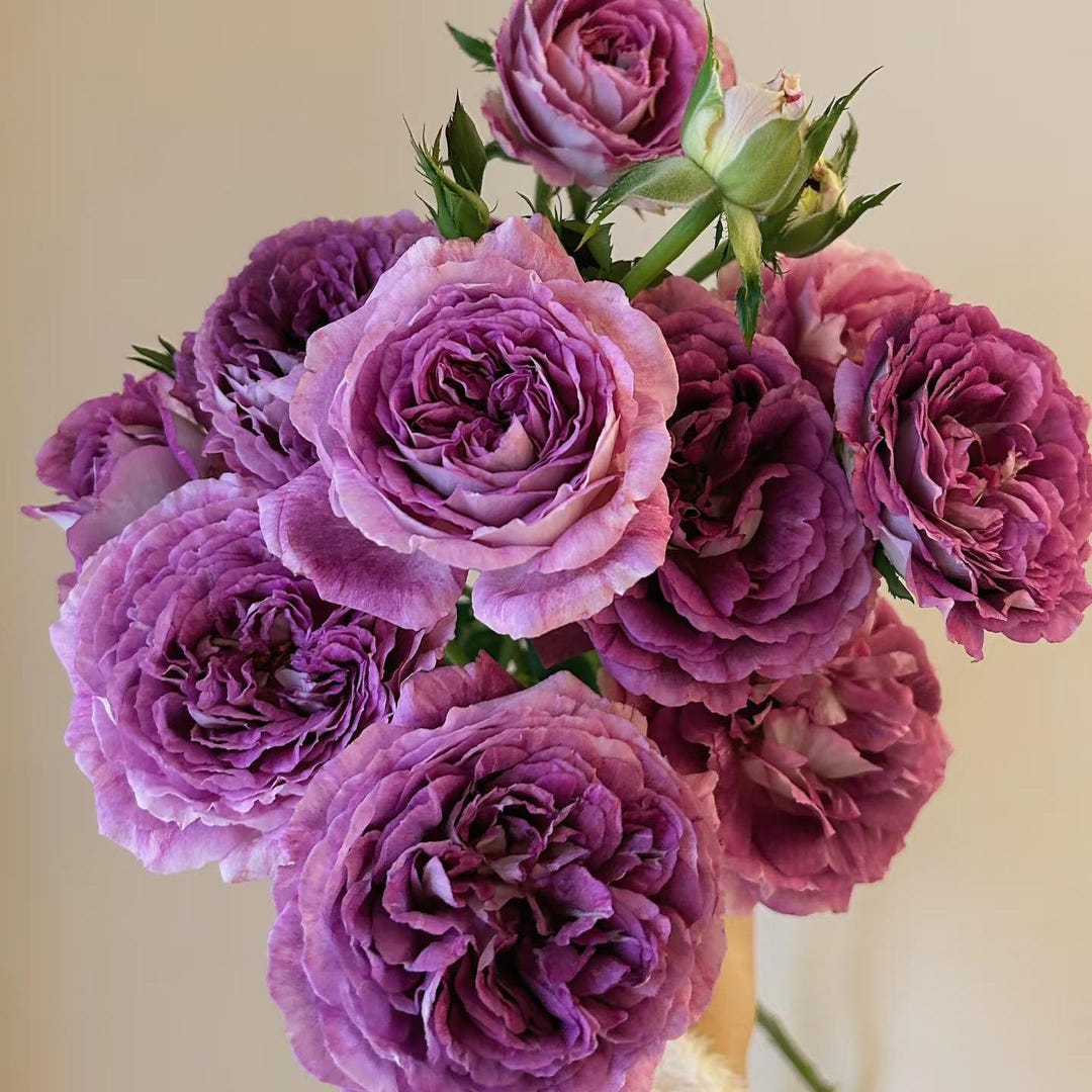 Dima Bombastic Rose Huddersfield Choral Society US Seller 合唱团 - Etsy