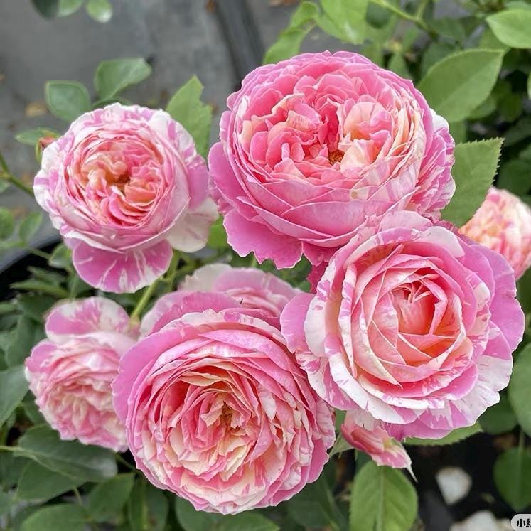 Rose Claude Monet US Seller 莫奈 - Etsy