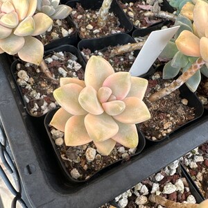 Rare succulent Graptoveria Titubans variegated