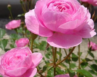 May include: Close-up of several pink roses in full bloom. The petals are a soft, delicate pink, with a layered, textured appearance. Green leaves and stems are visible in the background, creating a natural, floral theme.