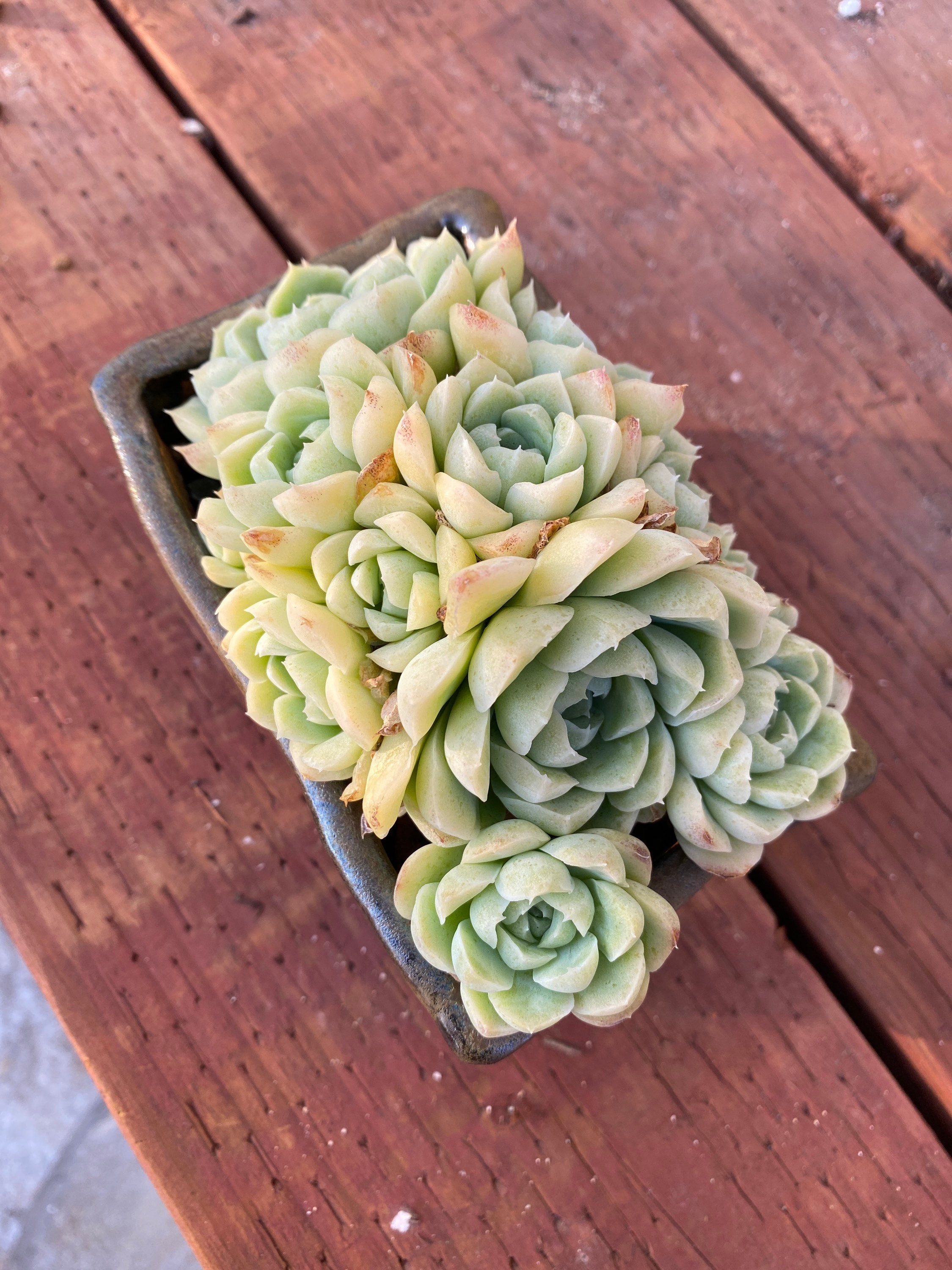 Imported Rare succulent Echeveria white elegans Etsy