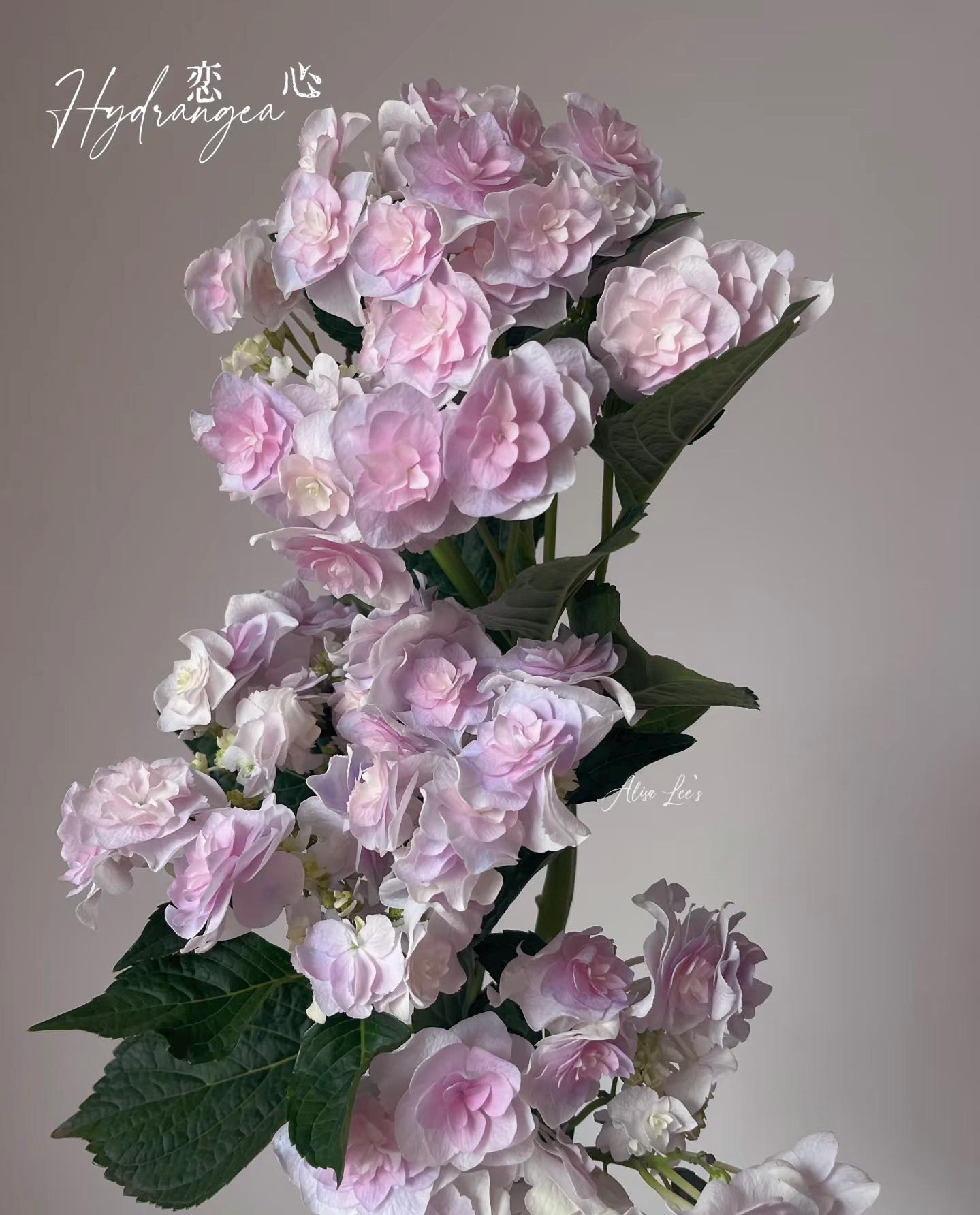 Rare Hydrangea Macrophylla Rooted Koigokoro 恋心 M - Etsy
