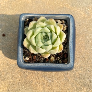 Rare succulent Echeveria white elegans