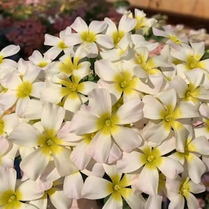 Oxalis Obtusa Rose Breeze PLANT IN SEP