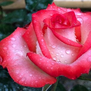 May include: A close-up of a rose with red edges and white inner petals. Water droplets are visible on the petals, creating a fresh, dewy appearance. The rose is in full bloom, showcasing its layered petals.