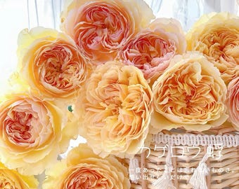 Rose kagelou カゲロウ US Seller 蜉蝣