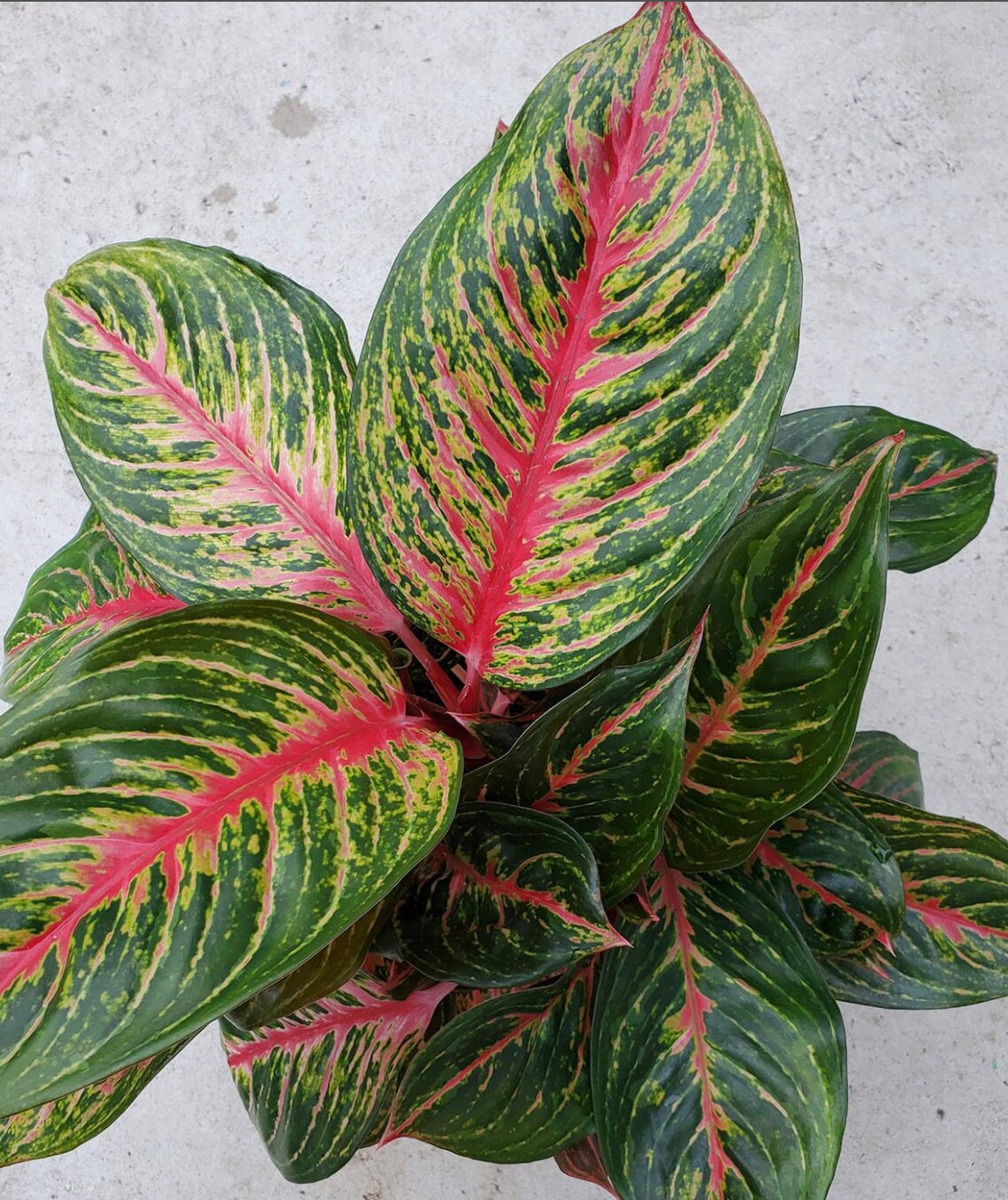 Aglaonema commutatum Red Emerald | Etsy