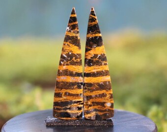 Zebra petrified wood pair