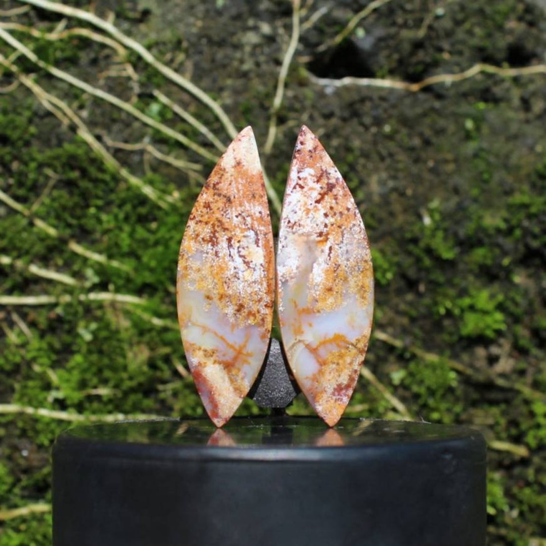 Plume Fossil Coral Pair Etsy