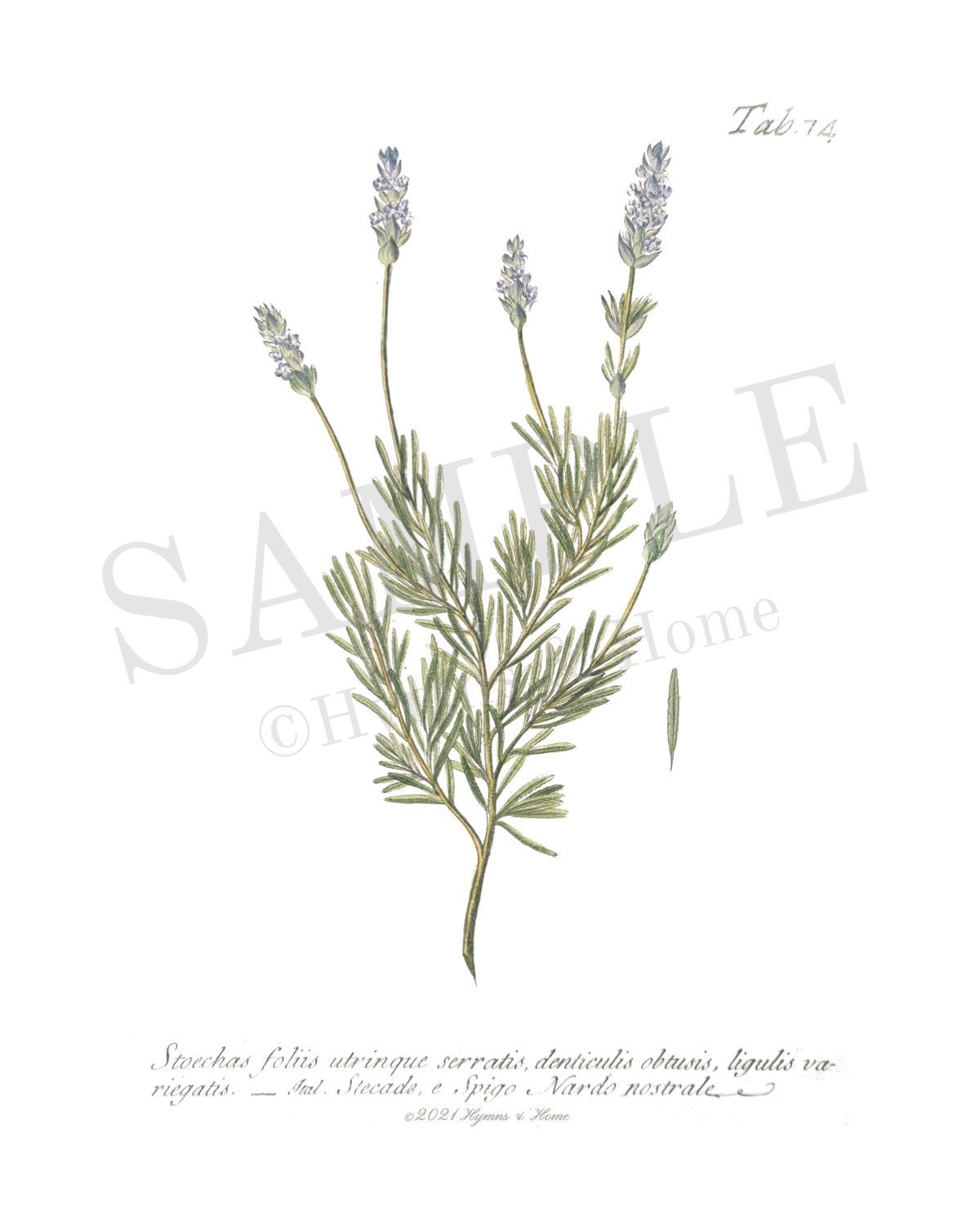 Herb Prints Set of 9 | Digital Download | Vintage Plant Printables ...