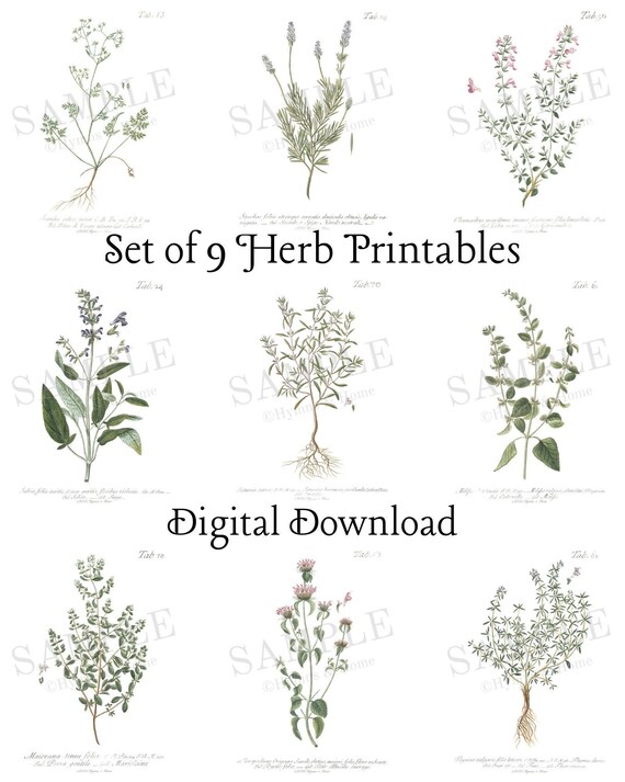 Herb Prints Set of 9 Digital Download Vintage Plant | Etsy