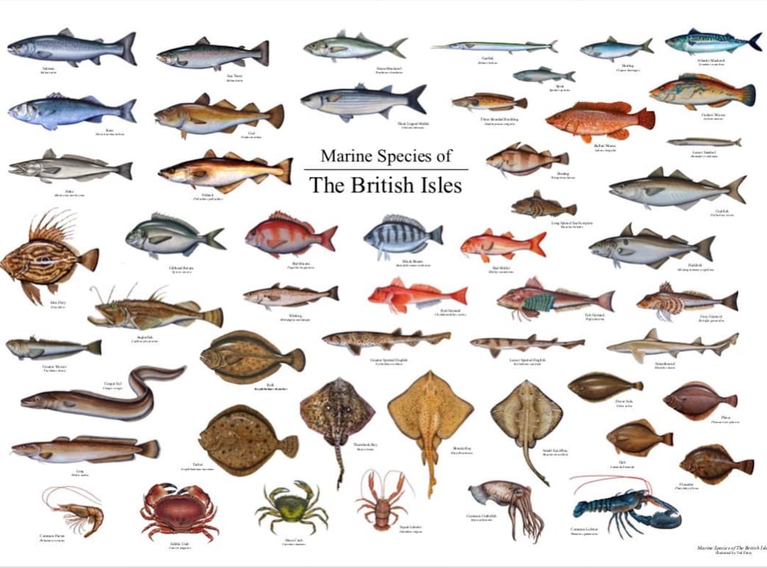 Fish Identification Chart by Illustrator Neil Patey - Etsy UK