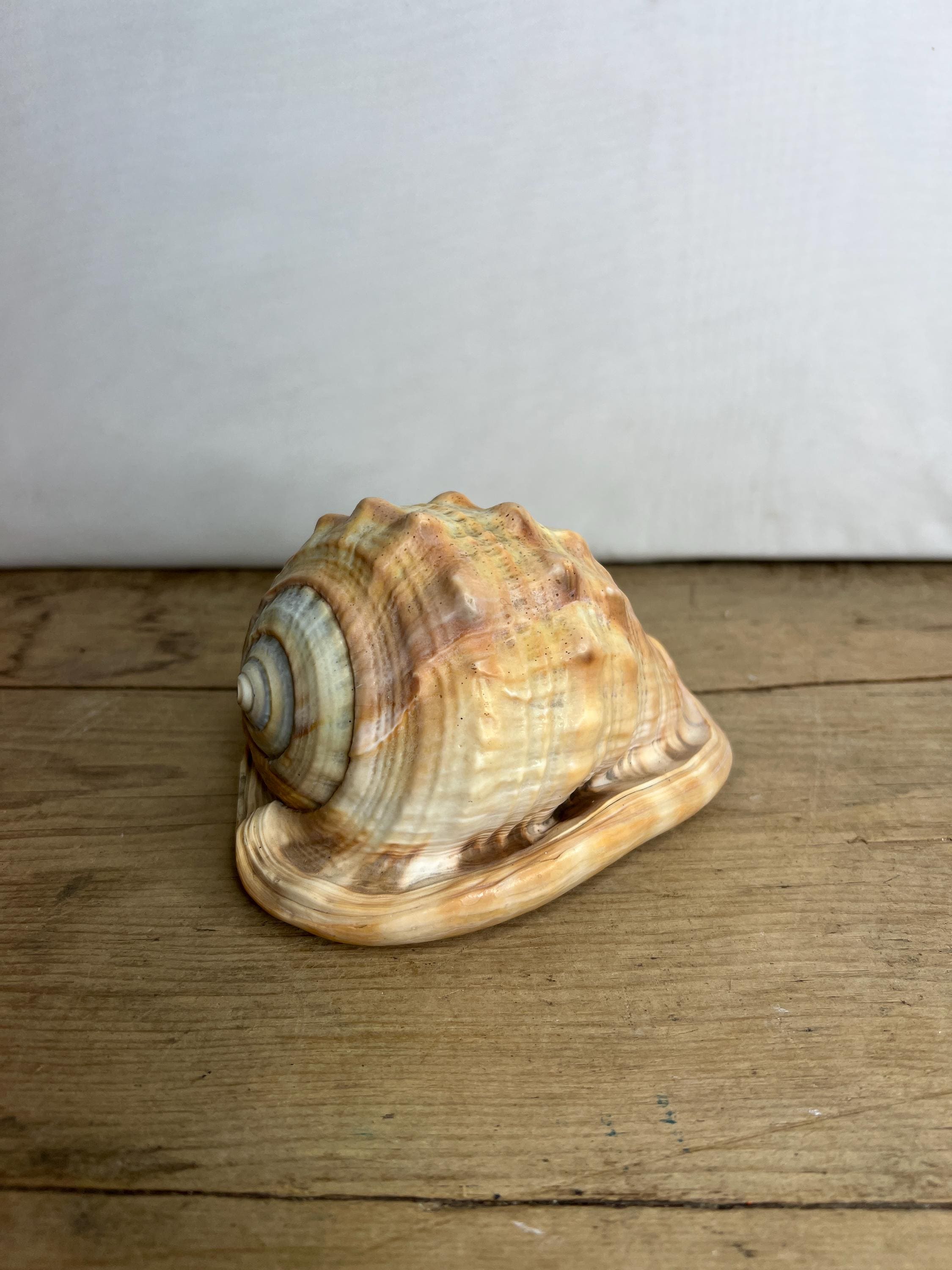 Vintage Conch Shell - Seashell - Display Ornament Fish Tank / Bathroom, Weddings. Good Condition