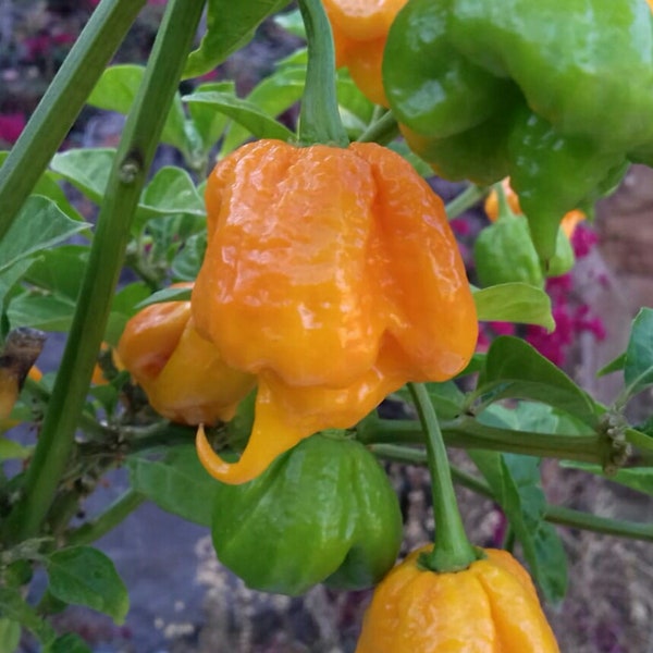 7 Topf Primo Orange 10+ Chilisamen