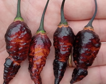 Semi di HALLOWS EVE, 10+ semi di peperoncino