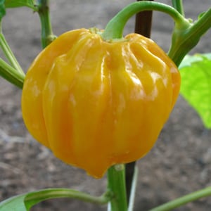 Habanero west indian yellow, 10 pepper seeds for planting