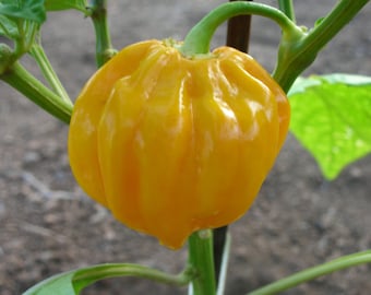 Pepper, Sweet, Habanada , Sweet Non-Bell Pepper Seeds: Totally Tomatoes - Foto 8