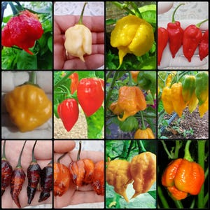 12 World hottest chili peppers , chilli lover gift, Carolina reaper,scorpion, ghost, 7pot , habanero,rare peppers 120/60 seeds