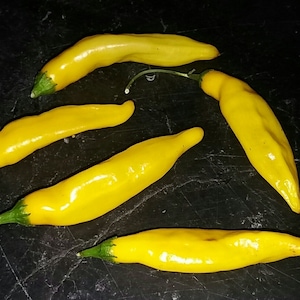 AJI LIMON ( Lemon Drop)  10+ seeds