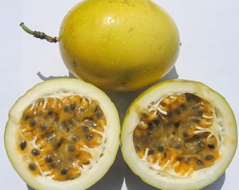 Yellow Passion Fruit  Etsy
