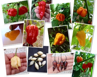 'S Werelds heetste peperzaden: set van 12 pepers - Carolina Reaper, Ghost, Scorpion