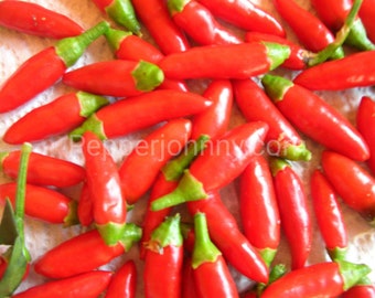 Semi di peperoncino Diavolicchio calabrese: peperoncino piccante italiano