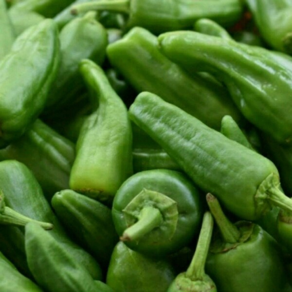 Padron pepper seeds-pimiento de padron-heirloom seeds-spanish tapas peppers