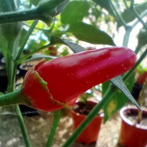 BLUTENDE RAW 10+ Chili Samen