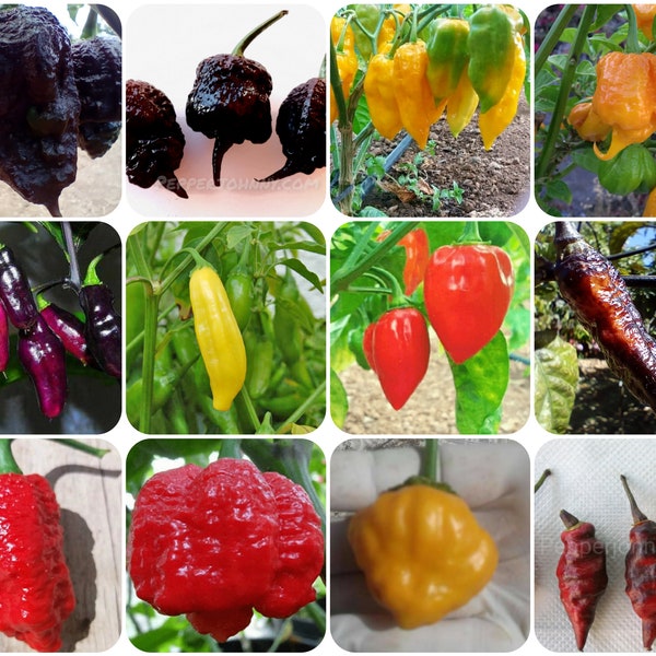 12 piments les plus forts du monde, cadeau pour amateur de piment, faucheuse de Caroline, scorpion, fantôme, 7 pots, habanero, piments rares 120 graines