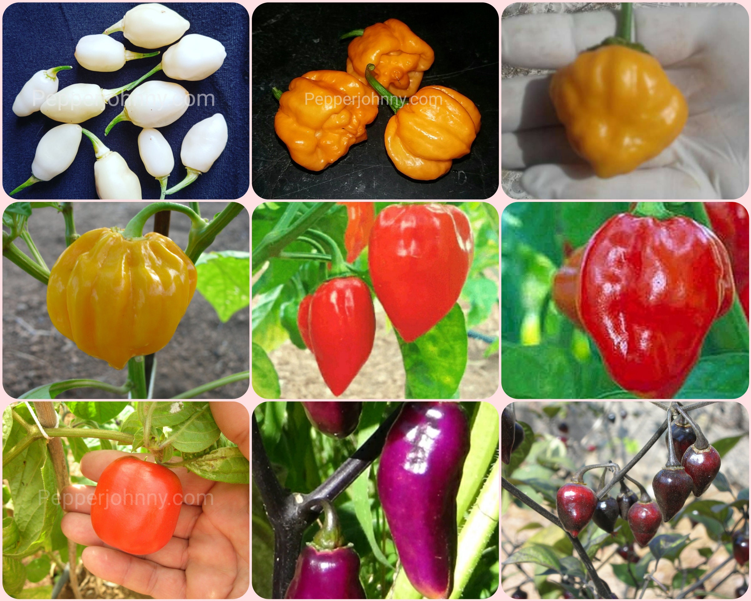 Semi Di Peperoncino Habanero Savina Rosso – 10+ Semi Cimelio, Facili Da Coltivare - Foto 2