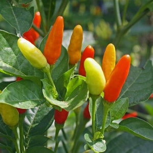 10 tabasco-chilizaadjes beroemd om de tabascosaus