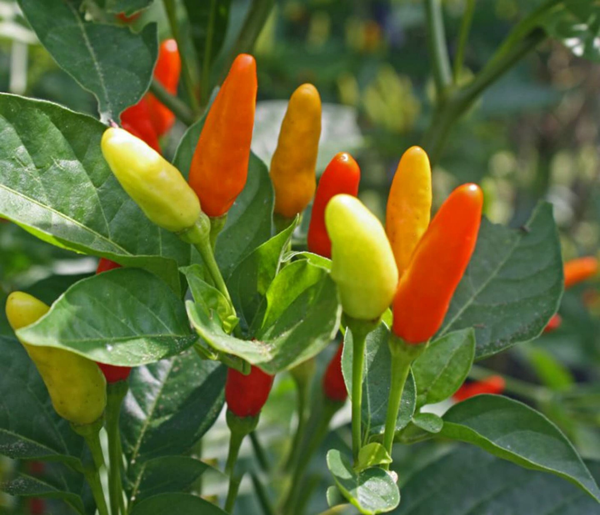 Bio Tabasco Chili Samen – Ca. 10 Samen Für Scharfe Sauce Selbst Anbauen