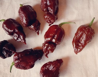 10+ Semi di peperoncino piccante Bhutlah al cioccolato, peperoncino molto piccante 2.000.000 SHU