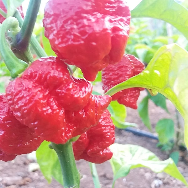 Peperoni Samen 7 Pot Brain Strain,schärfste Pfeffersamen,scharfe Chili