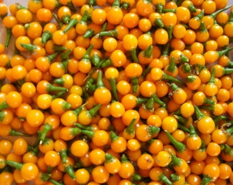 Chili más caro del mundo regalo Aji charapita 20 semillas seeds mejor calidad