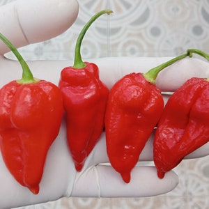 Bhut jolokia strain 1 | Ghost Pepper chilli seeds