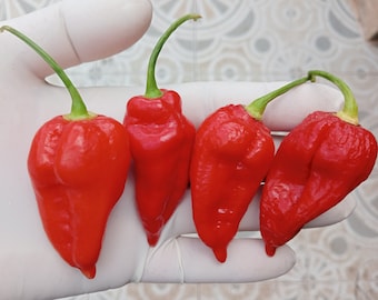 ゴーストペッパー（ブートジョロキア）の種25粒｜庭植え用の伝統的な