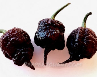 Chocolade Carolina Reaper zaden 10+ peperzaden, 's werelds heetste peper