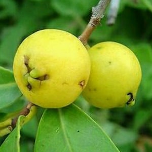 Yellow strawberry guava, psidium cattleianum, bonsai seeds, tropical plant, tropical fruit,rare seeds