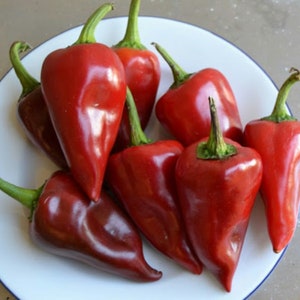 Pimiento del Piquillo Spaanse peperzaden erfstuk paprikazaden